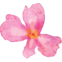 fleur rose aquarelle