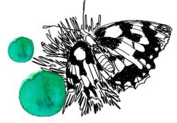 papillion et taches vertes